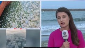 VIDEO Invazia meduzelor în Portul Constanța. Un fenomen tot mai frecvent la final de sezon estival